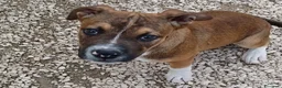 Meticcio cani in regalo: CHOCO MIX PITT - Annuncio 11