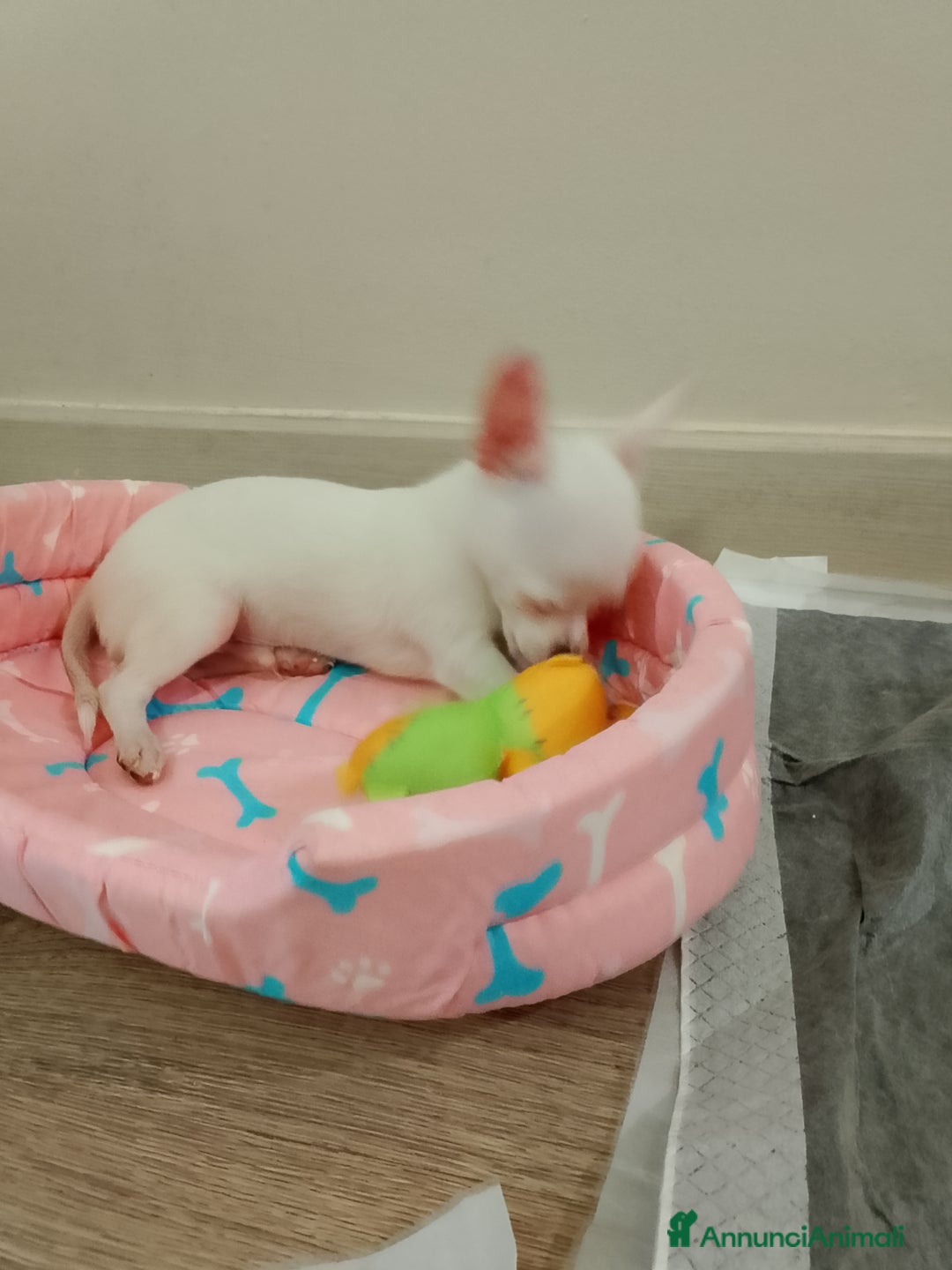 Chihuahua cani in vendita: Cucciolo chihuahua  - Annuncio 2