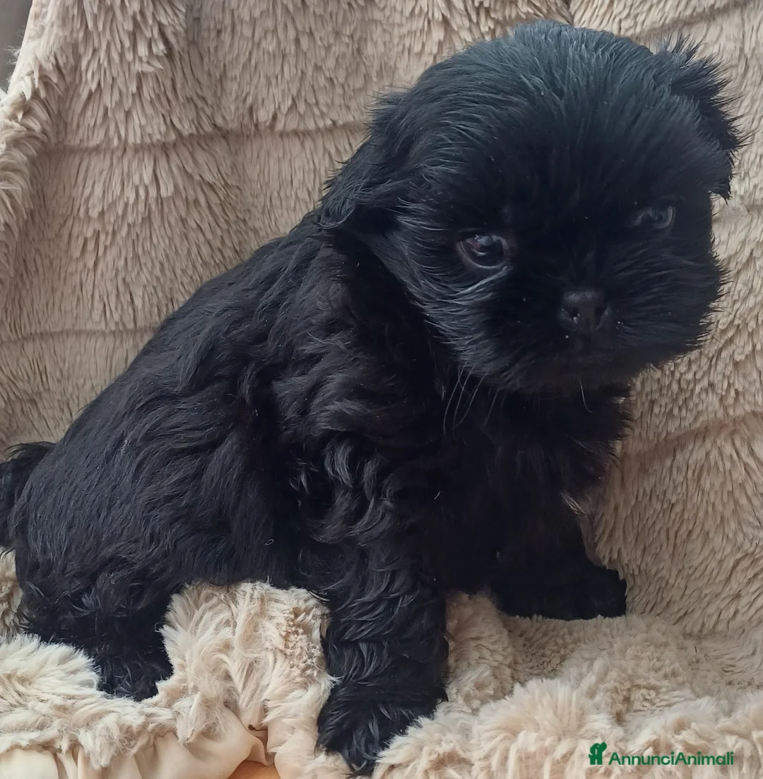 Shih Tzu cani in vendita: Cucciolo shih-tzu shitzu shihtzu con pedegree  - Annuncio 6