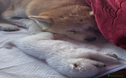 Akita Inu cani in vendita: 🌸 Hime Sakura cerca una famiglia 🌸 a Città Metropolitana di Torino - Immagine 16