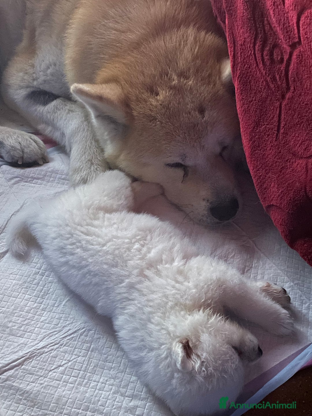 Akita Inu cani in vendita: 🌸 Hime Sakura cerca una famiglia 🌸 a Città Metropolitana di Torino - Immagine 16