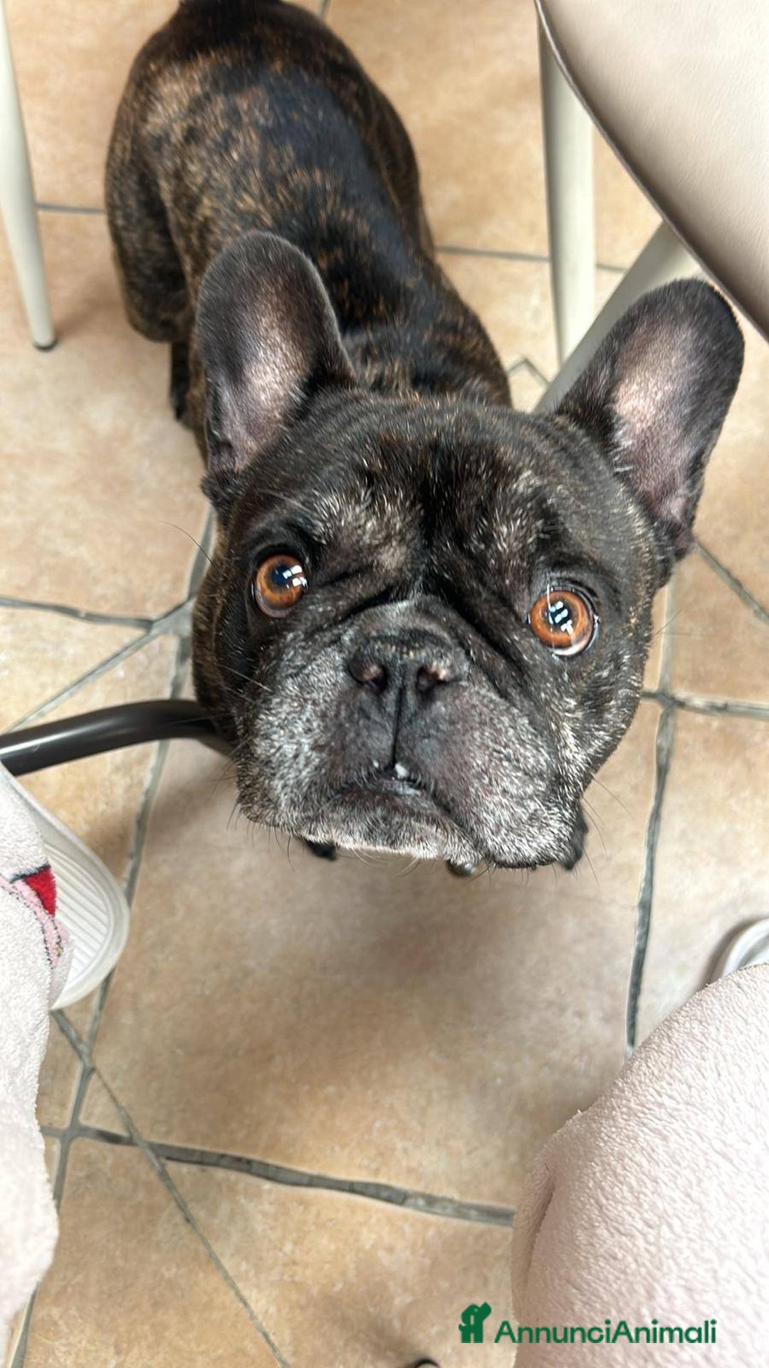 Bulldog Francese cani in regalo: King tenerissimo bulldog francese - Annuncio 7