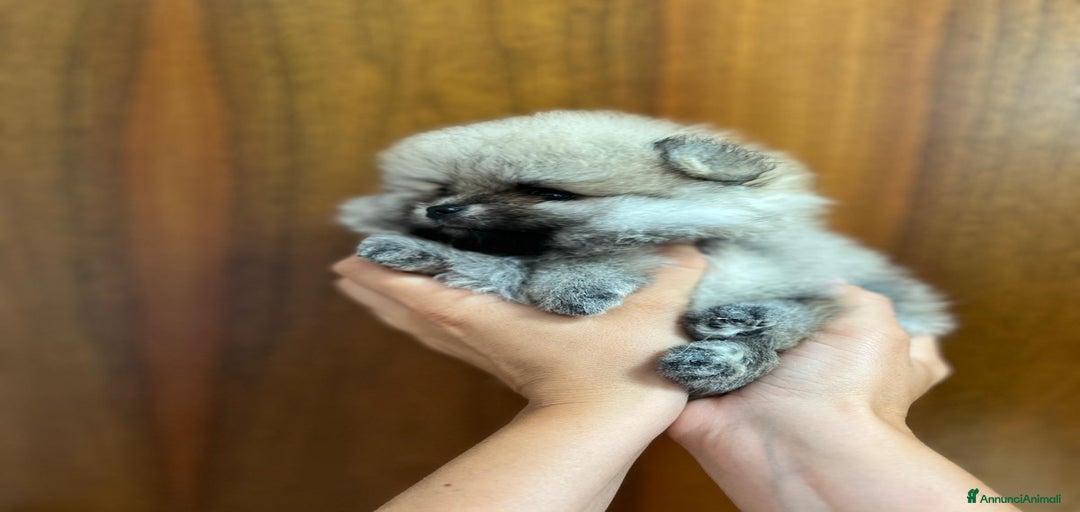 Immagine della galleria {{count}}