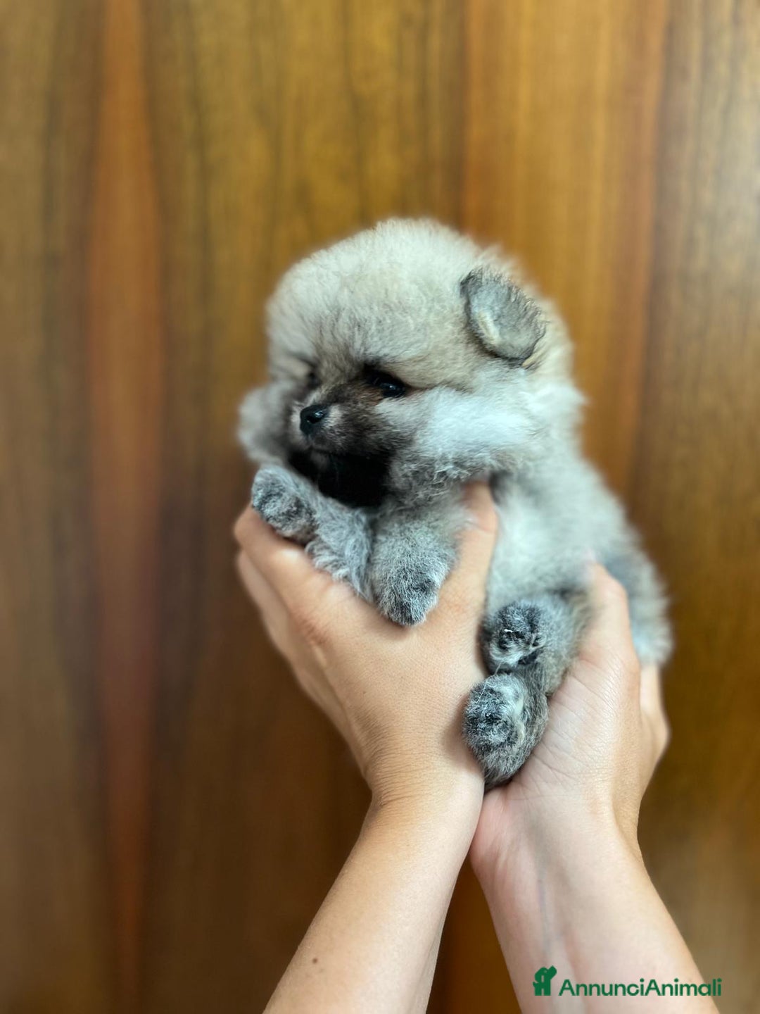 Immagine della galleria {{count}}