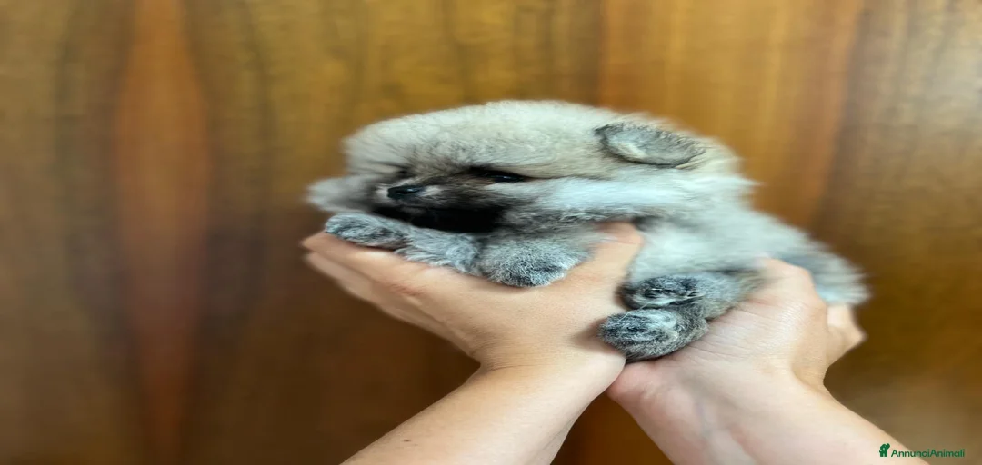 Immagine della galleria {{count}}