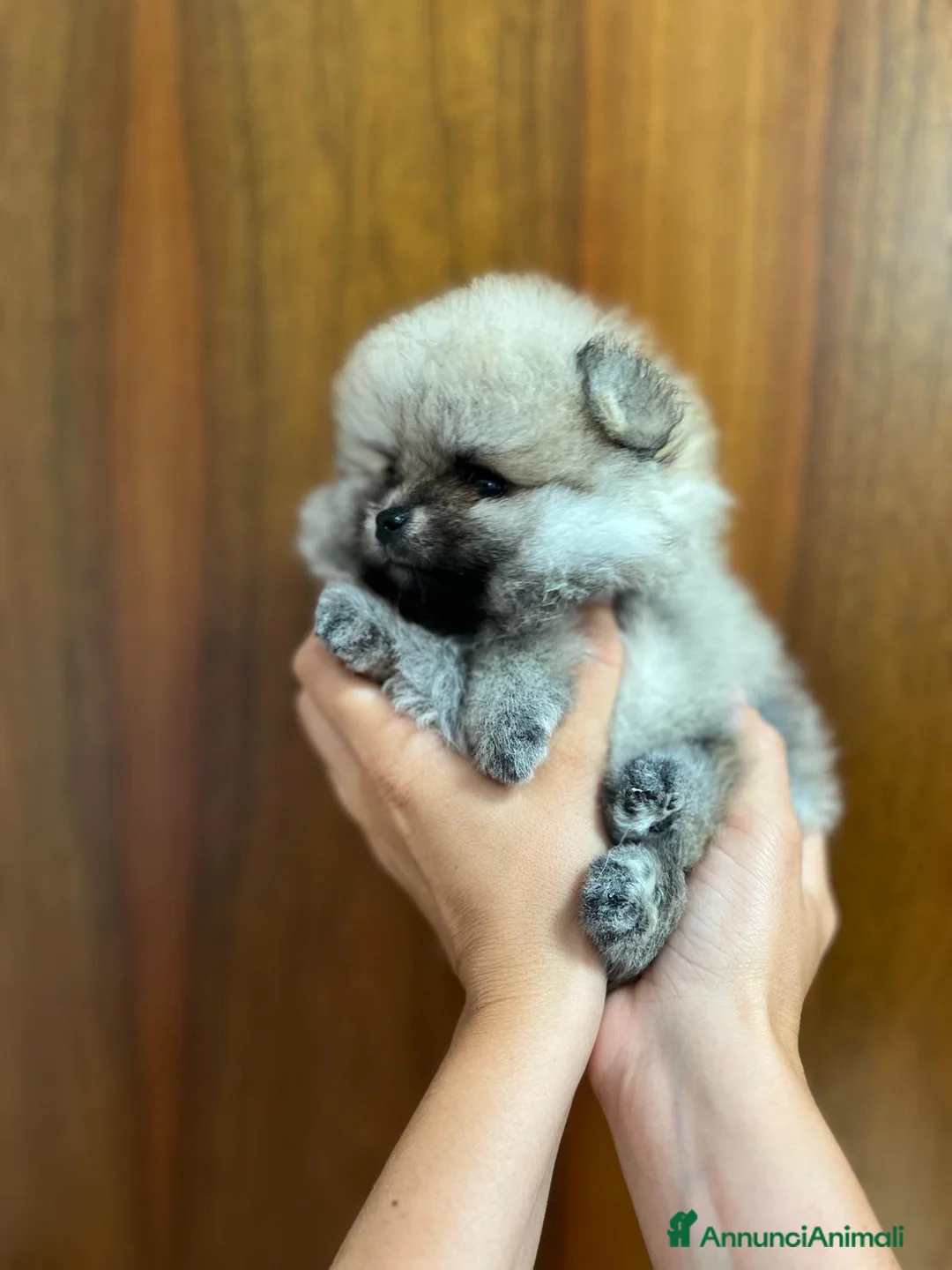 Immagine della galleria {{count}}