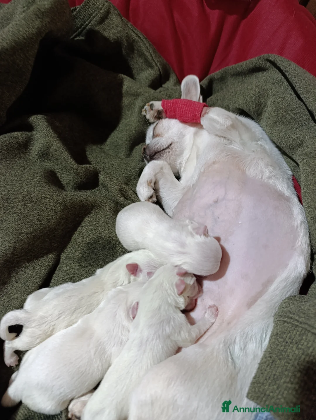Chihuahua cani in vendita: Cuccioli di Chihuahua  a Provincia di Vicenza - Annuncio 1