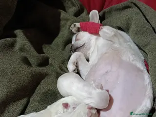 Chihuahua cani Cuccioli di Chihuahua - Annuncio 3