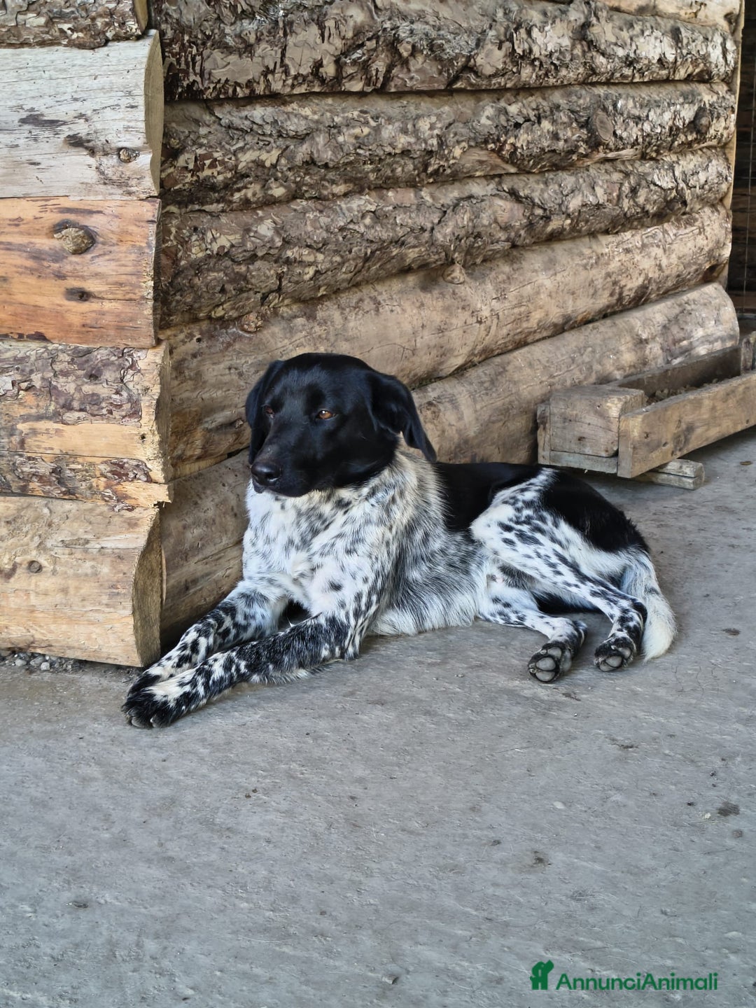 Meticcio cani in regalo: Arturo - Annuncio 3