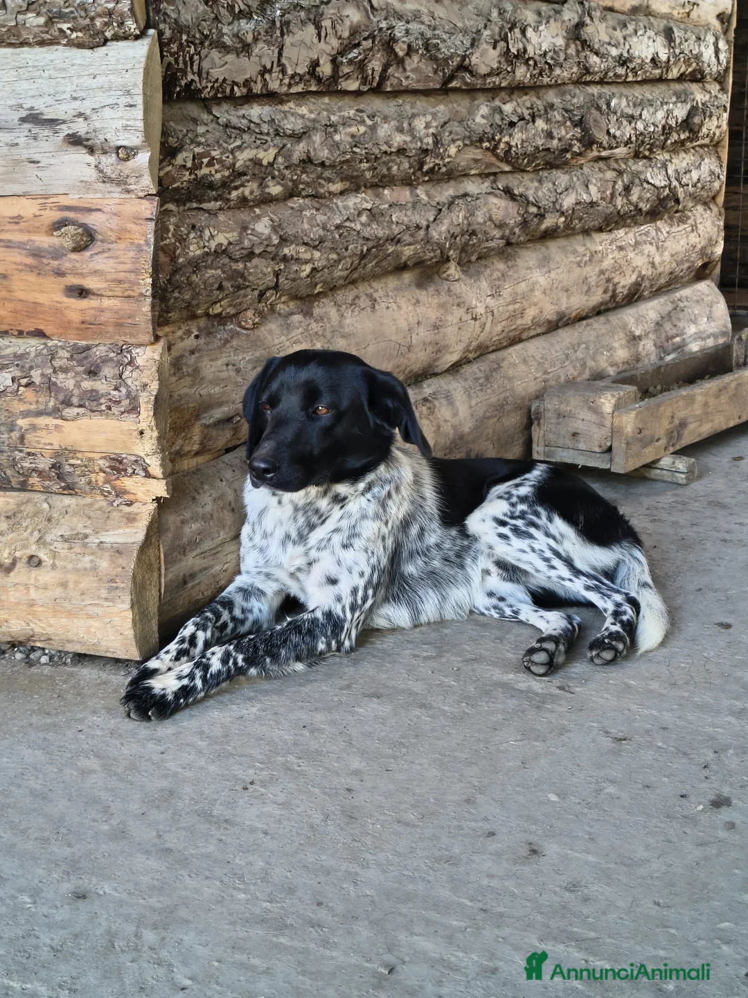 Meticcio cani in regalo: Arturo - Annuncio 3