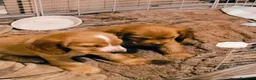 Cocker cani in vendita: Ultimi cuccioli cocker - Annuncio 6