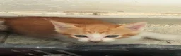 Altre razze gatti in regalo: REGALO questi 3 gattini  a Libero consorzio comunale di Ragusa - Annuncio 3