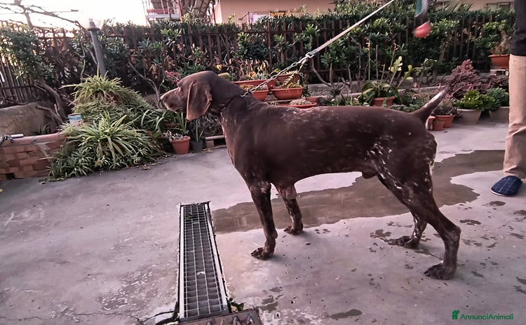 Kurzhaar cani - Annuncio 12