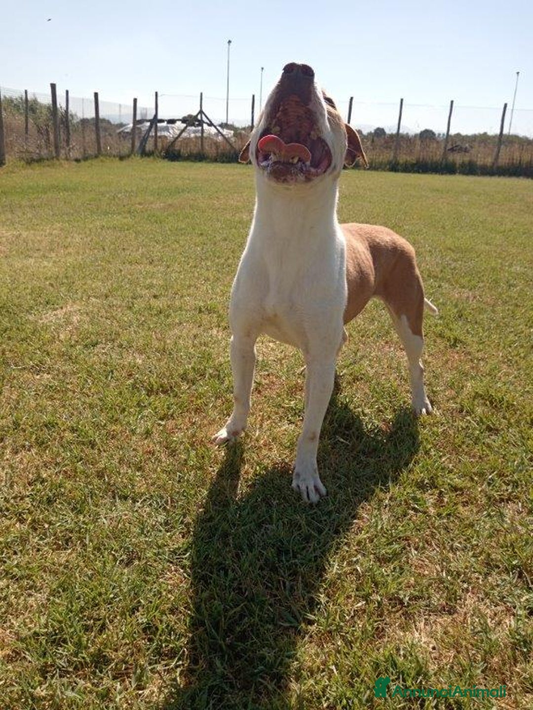 Pitbull cani in regalo: Flo meraviglioso pitbull in canile – adottami a Provincia di Latina - Annuncio 5