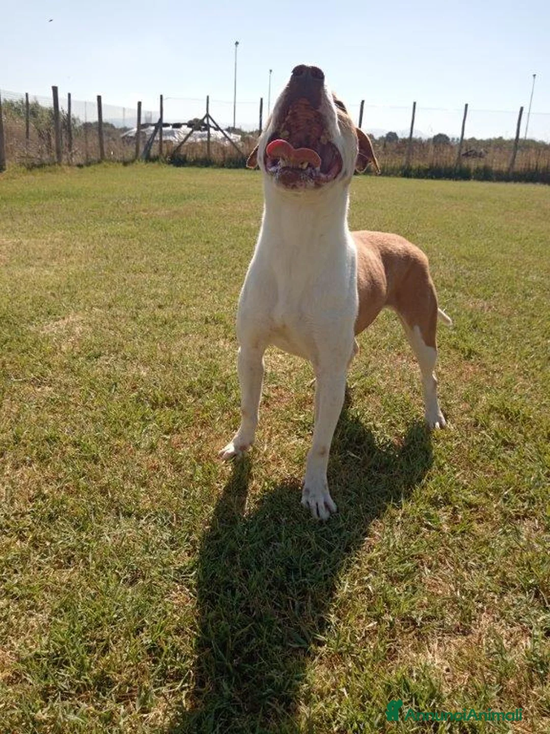 Pitbull cani in regalo: Flo meraviglioso pitbull in canile – adottami a Provincia di Latina - Annuncio 5