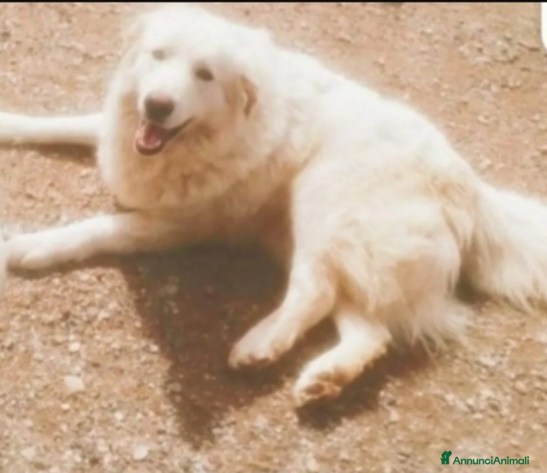 Pastore Maremmano cani in regalo: Maremmano giovane vive in piccolo spazio.CALABRIA a Città metropolitana di Milano - Annuncio 4