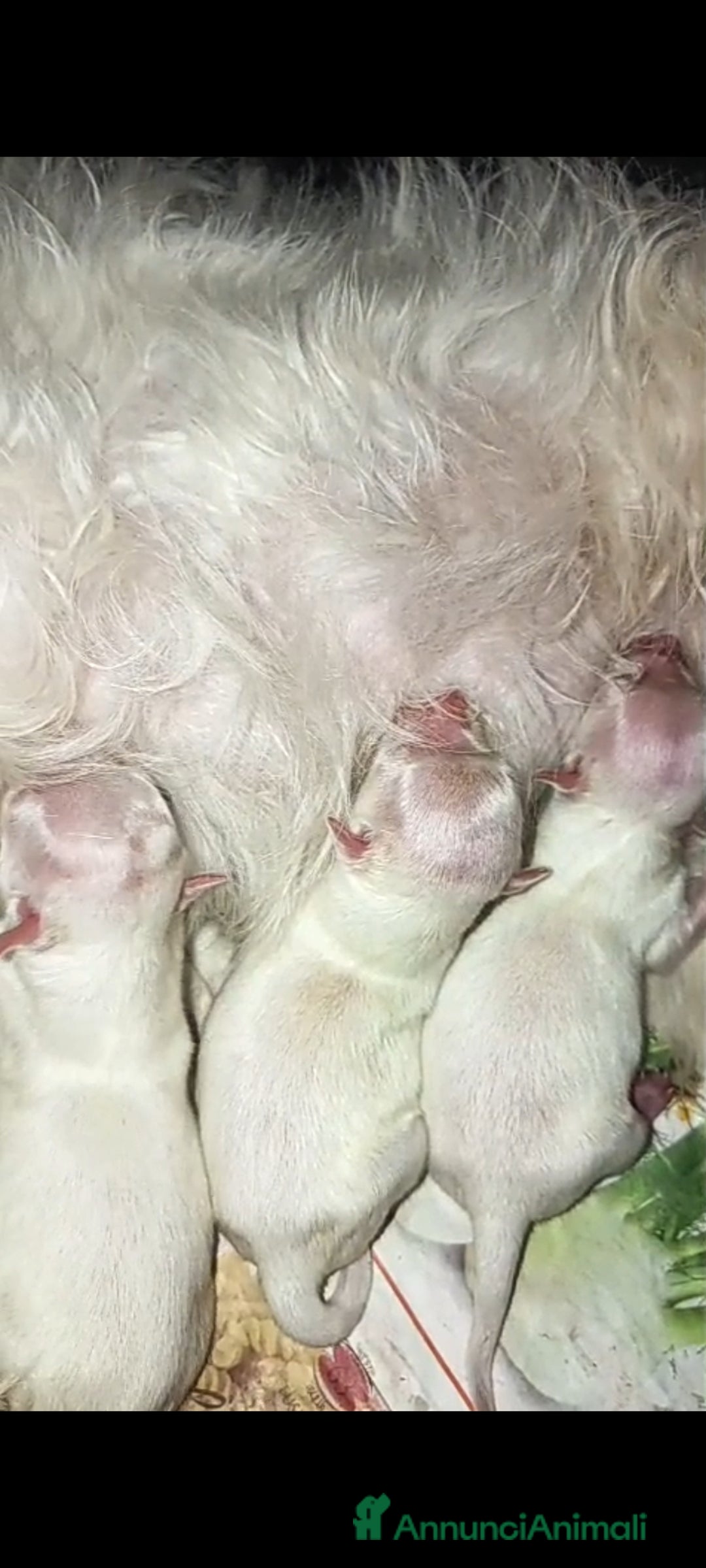 Maltese cani in vendita: Maltese muni - Annuncio 1