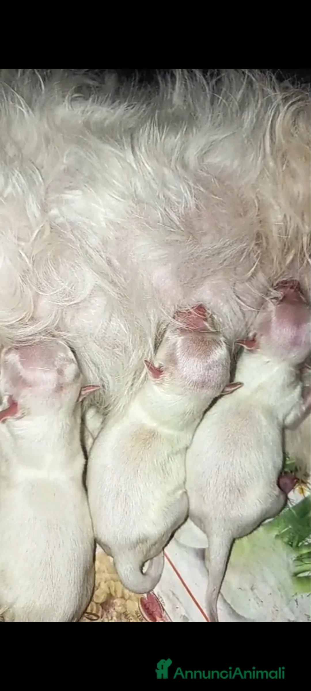 Maltese cani in vendita: Maltese muni - Annuncio 1