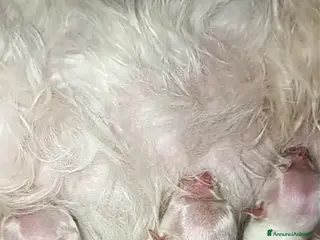 Maltese cani Maltese muni - Annuncio 10