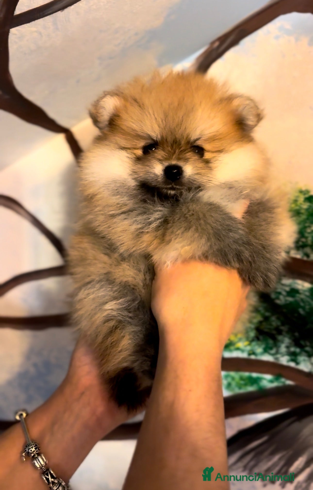 Volpino Pomerania cani Dolcissimi Spitz di Pomerania con Pedigree  - Annuncio 1