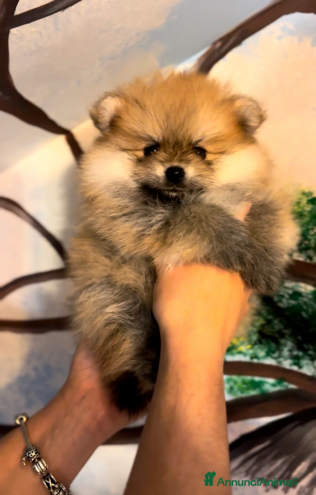 Volpino Pomerania cani in vendita: Dolcissimi Spitz di Pomerania con Pedigree  a Città Metropolitana di Genova - Annuncio 1