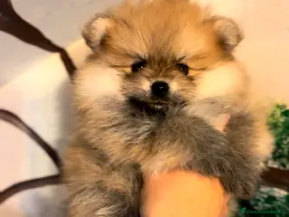 Volpino Pomerania cani Dolcissimi Spitz di Pomerania con Pedigree - Annuncio 1