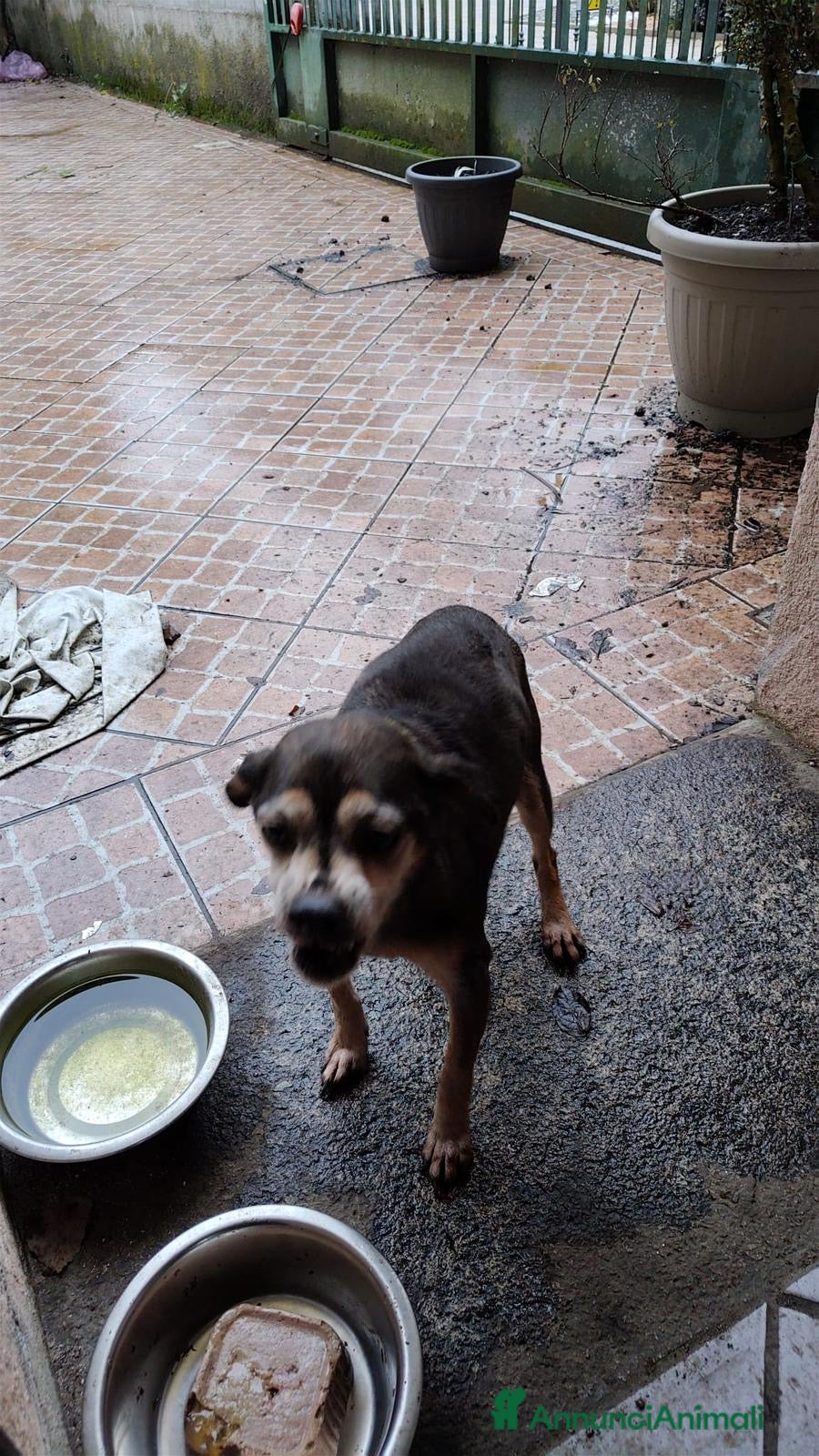 Meticcio cani ADOZ.DEL CUORE: piccina, sta bene, sfrattata 14 an - Annuncio 1