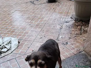 Meticcio cani ADOZ.DEL CUORE: piccina, sta bene, sfrattata 14 an - Annuncio 35