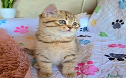 Scottish gatti in vendita: Cuccioli scottish fold e straight  a Provincia di Vicenza - Immagine 15