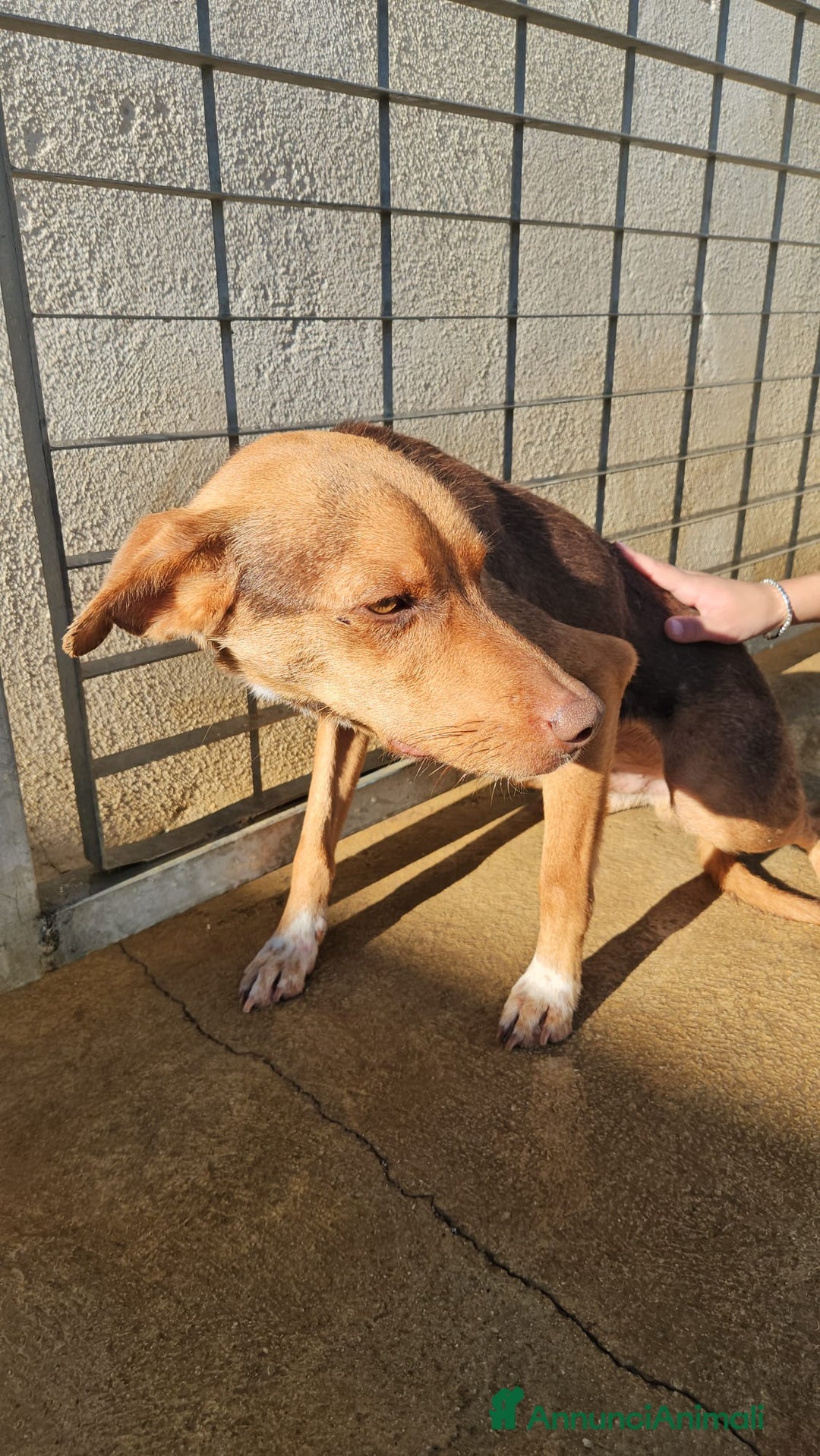 Meticcio cani in regalo: Lupo: cucciolotto taglia piccola socievole  a Città Metropolitana di Genova - Annuncio 21