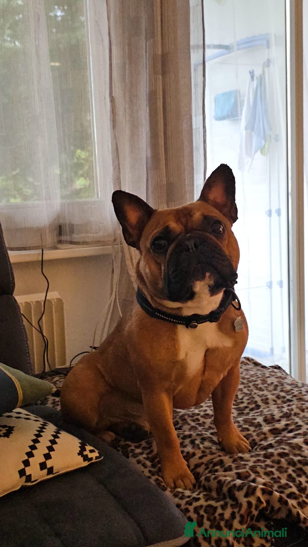 Bulldog Francese cani per accoppiamento: Nico in cerca di una fidanzatina  - Annuncio 2