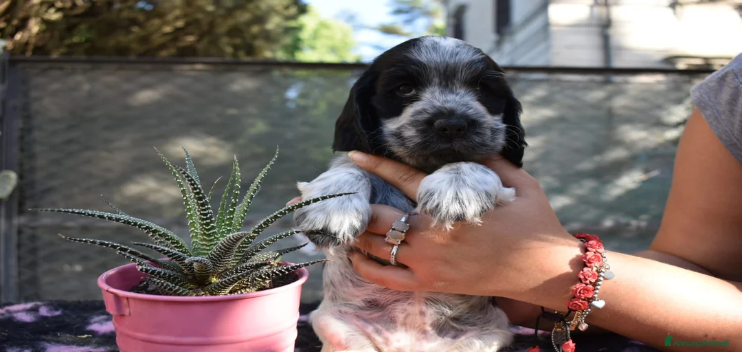 Immagine della galleria {{count}}