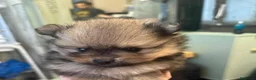 Volpino Pomerania cani in vendita: Bellissimi cuccioli di Pomerania  a Città metropolitana di Roma Capitale - Annuncio 14