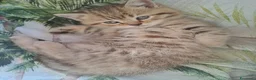 Scottish gatti in vendita: Fantastiche cucciole Scottish straight  - Annuncio 10
