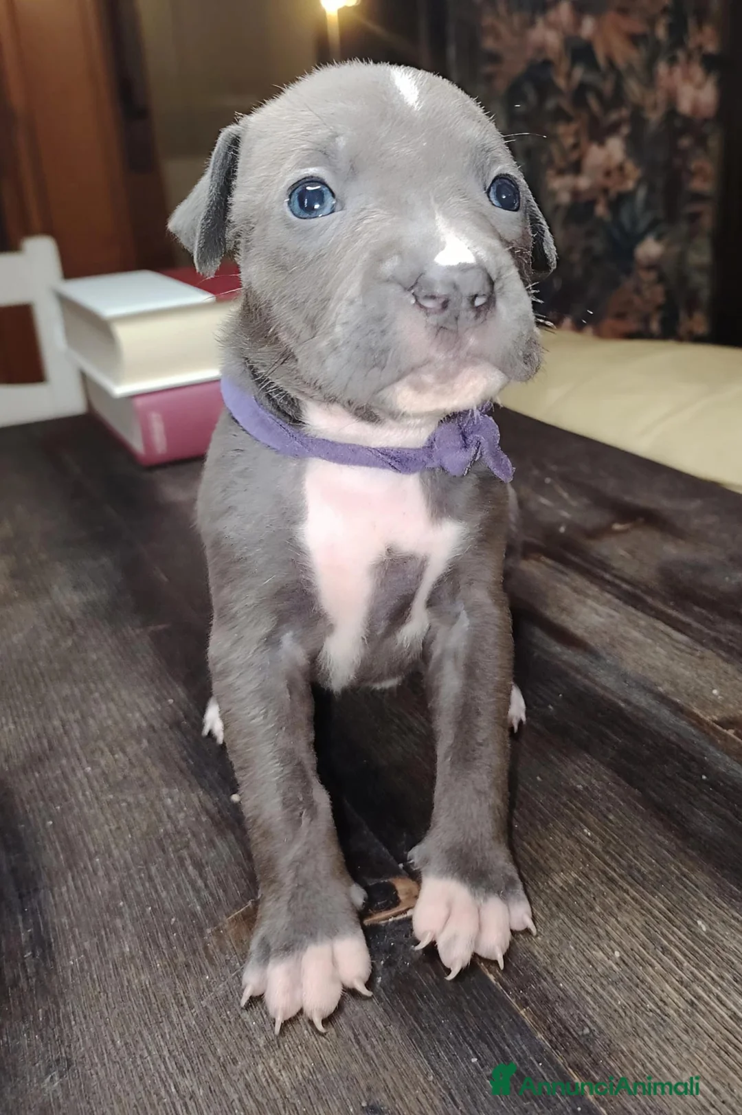 Pitbull cani in vendita: Meravigliosi e ricercati cuccioli di Pitbull - Annuncio 16