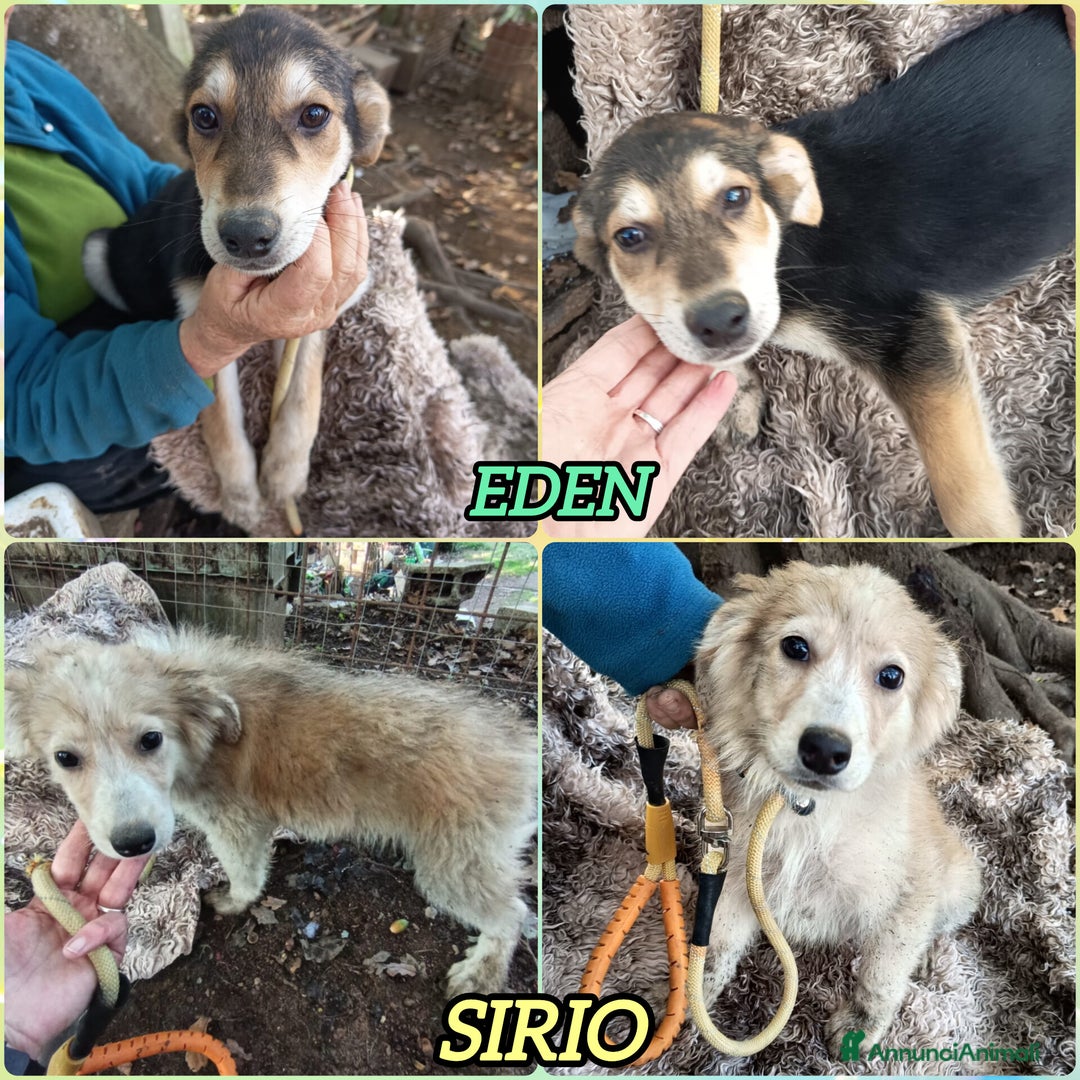 Meticcio cani in regalo: EDEN E SIRIO - Annuncio 5