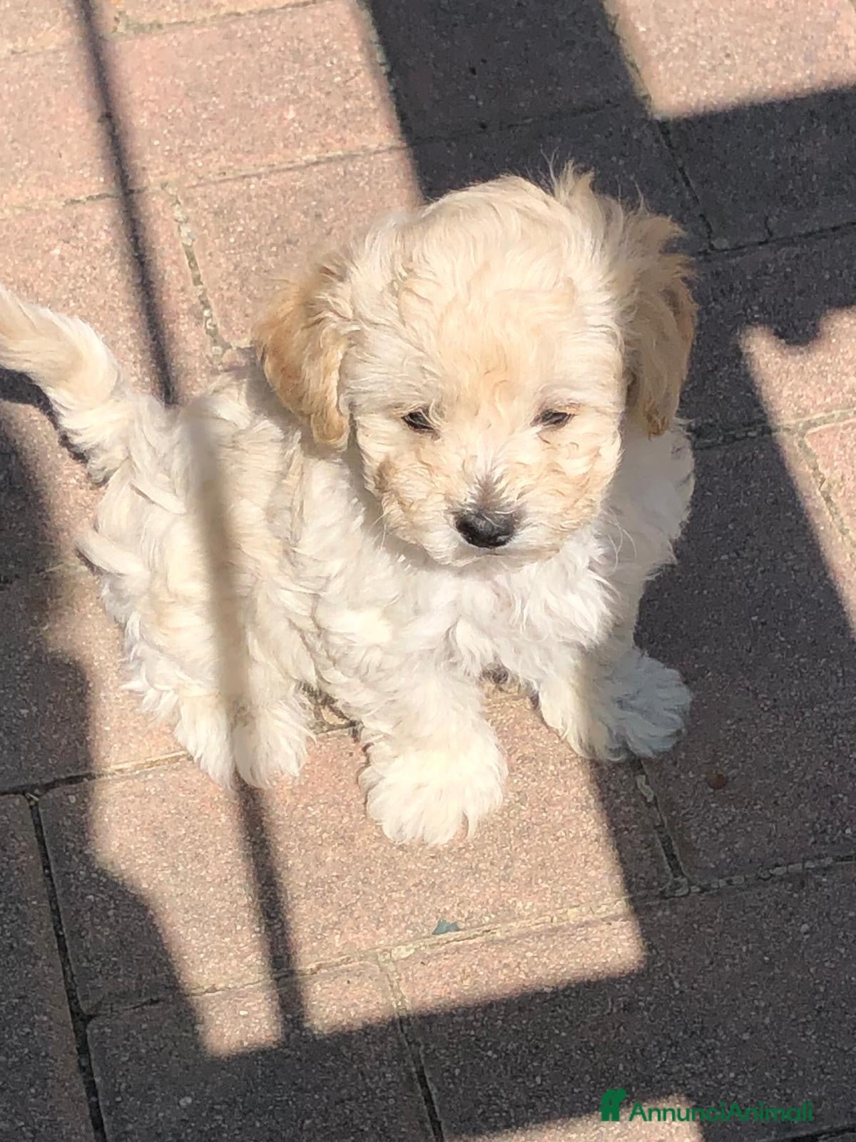 Maltipoo cani Cucciolo Maltipoo - Annuncio 1