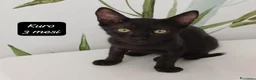 Altre razze gatti in regalo: Tanti gattini desiderosi di trovare casa  a Provincia di Bergamo - Annuncio 6