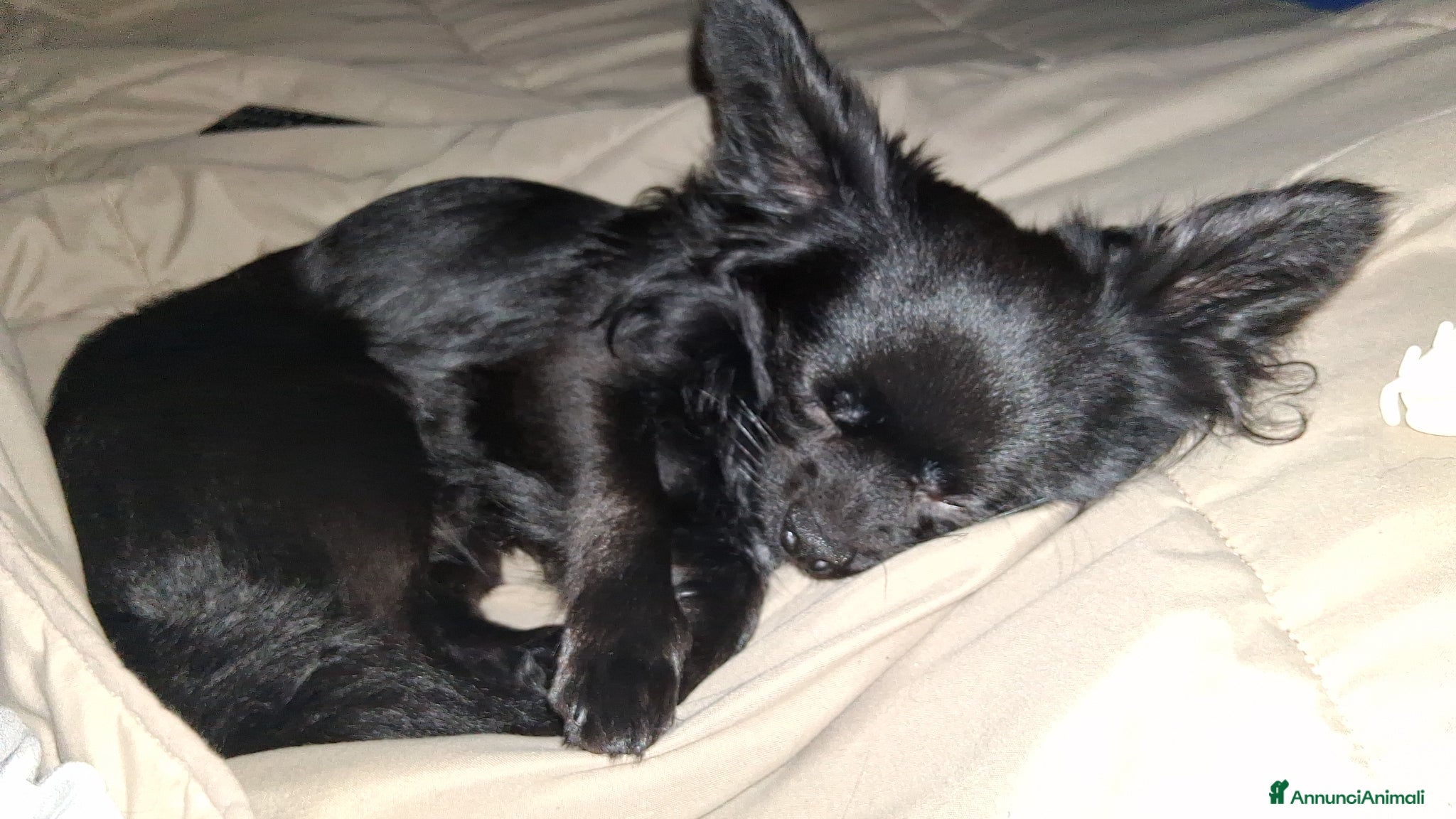 Chihuahua cani Cerco fidanzatina  - Annuncio 1