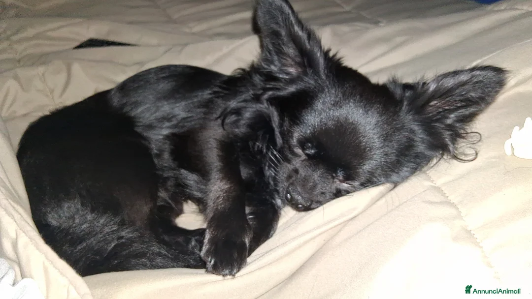 Chihuahua cani per accoppiamento: Cerco fidanzatina  a Città Metropolitana di Torino - Annuncio 1