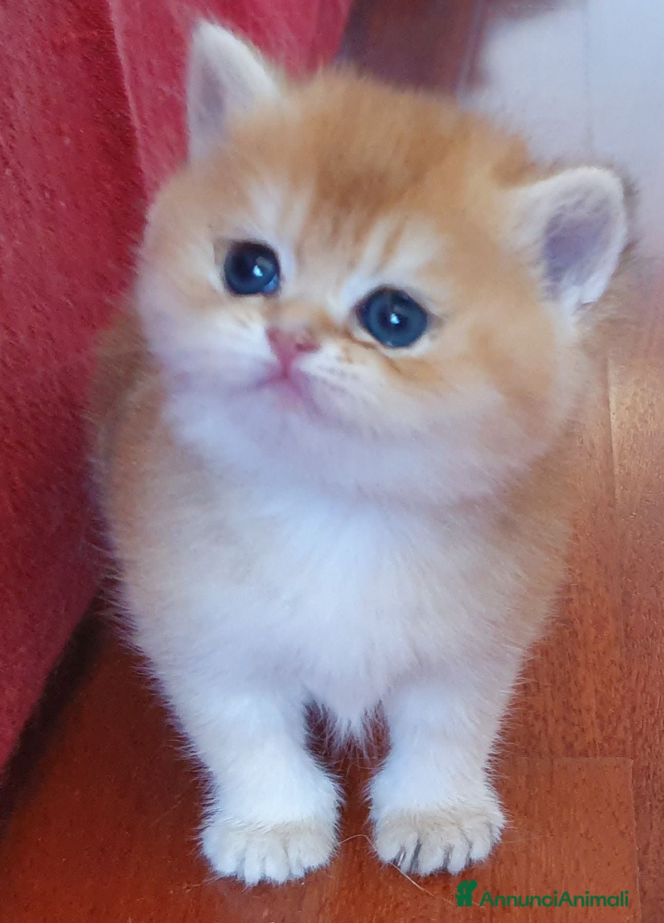 British gatti British shorthair Golden  - Annuncio 1