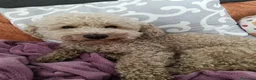 Barboncino cani per accoppiamento: Barboncino per accoppiamento  - Annuncio 6