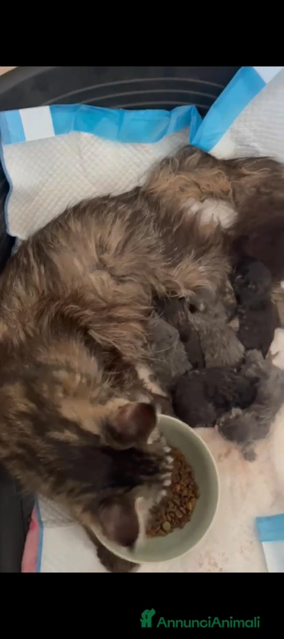 Maine Coon gatti in vendita: Maine Coon  - Annuncio 2