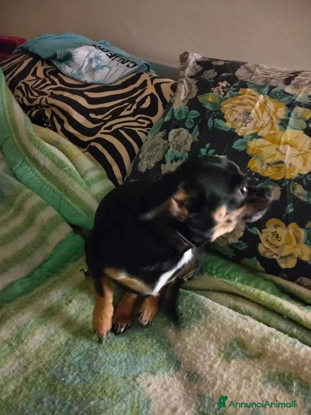 Chihuahua cani per accoppiamento: Anima bellissima chihuahua di 2 kg - Annuncio 2