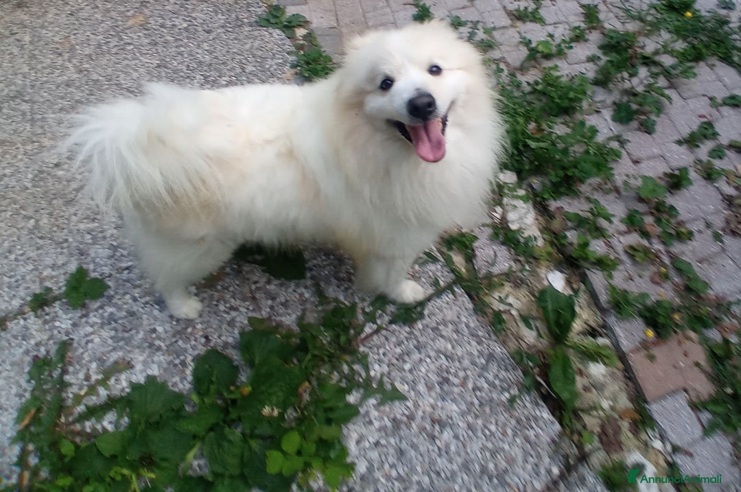 Volpino Italiano cani per accoppiamento: Volpino italiano - Annuncio 2