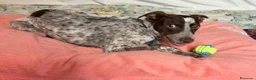 Meticcio cani in regalo: Matisse 1 anno taglia media piccola  - Annuncio 7