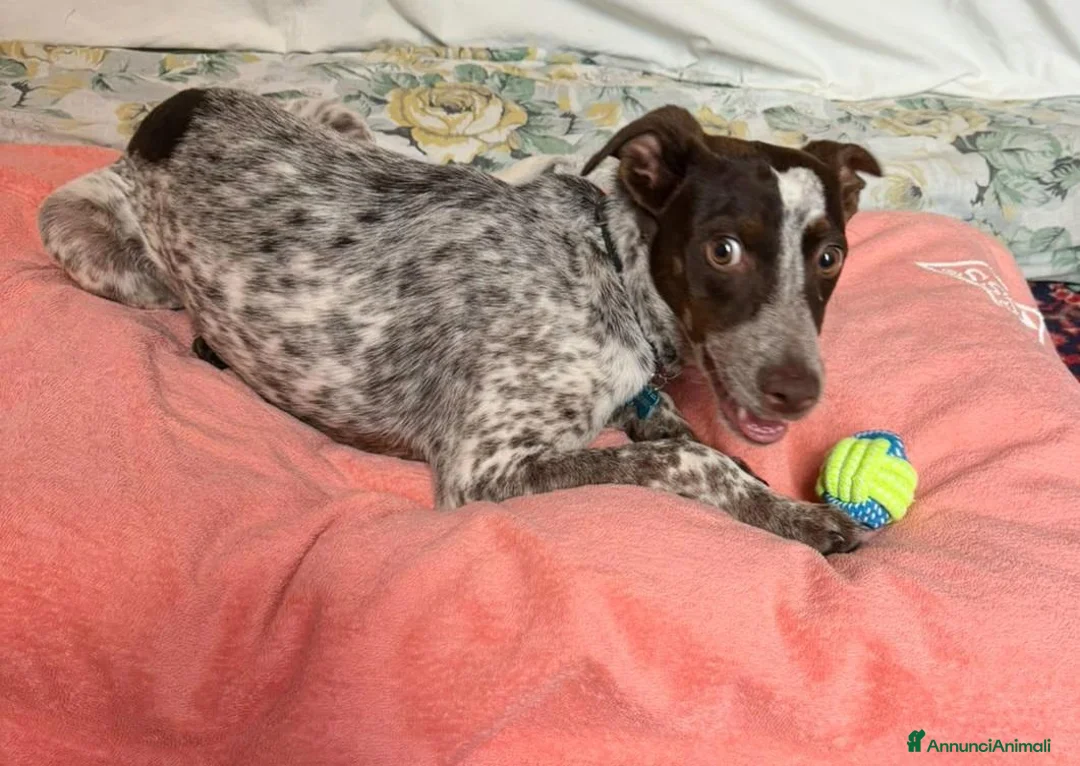 Meticcio cani in regalo: Matisse 1 anno taglia media piccola  - Annuncio 7