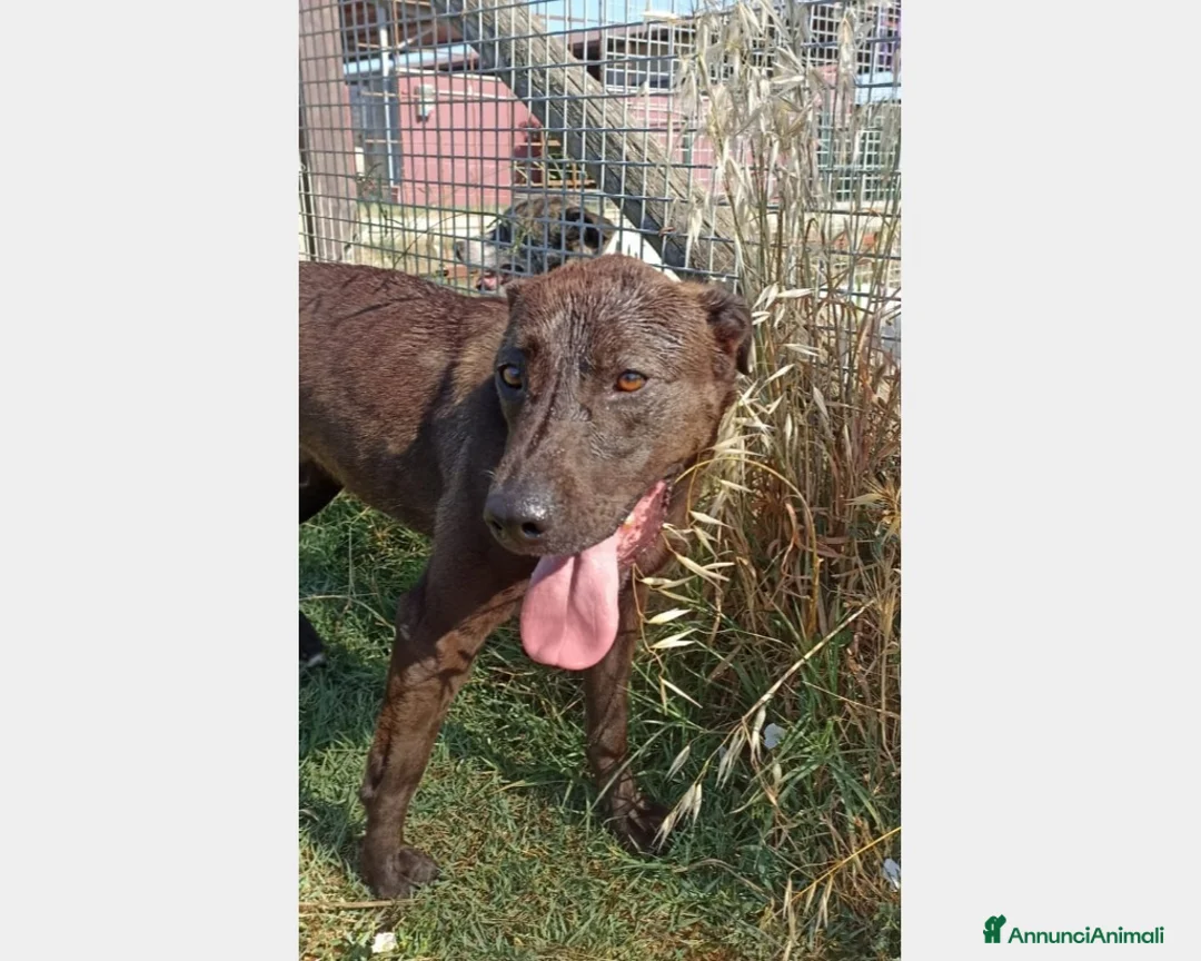 Meticcio cani in regalo: Fuego, Cane molossino Maschio color cioccolato a Latina - Annuncio 3