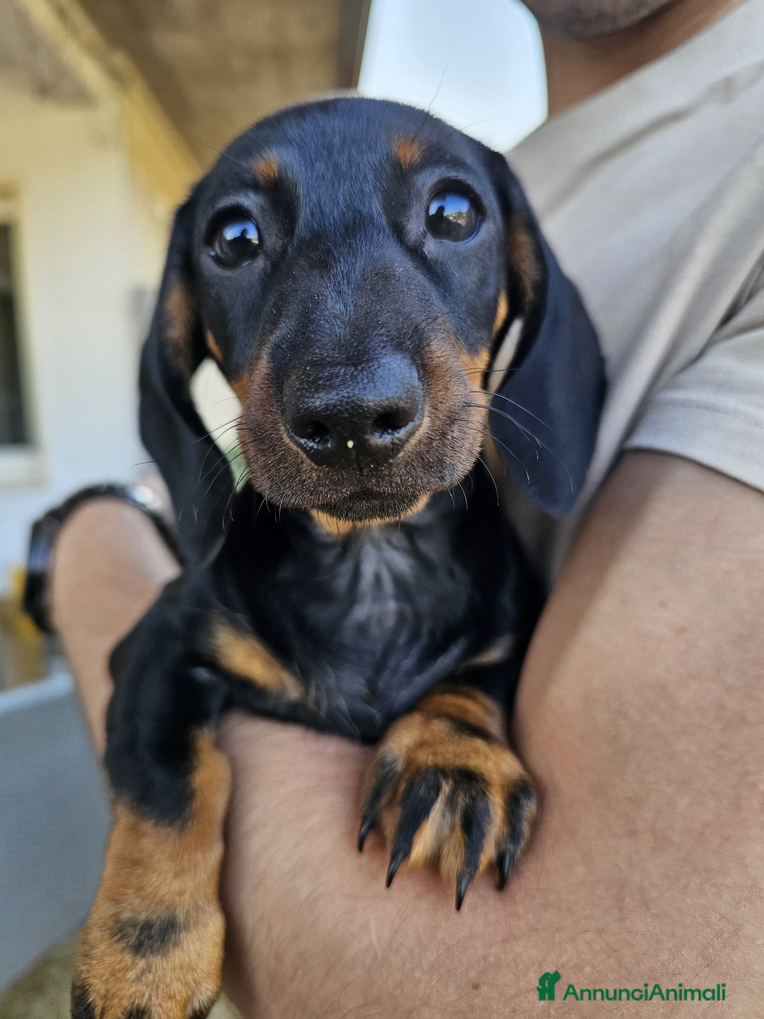 Bassotto cani in vendita: Bassotti nani - Annuncio 13