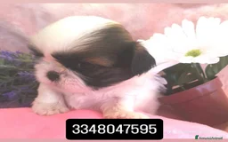 Shih Tzu cani in vendita: Cuccioli shih Tzu figli di campioni  - Immagine 4